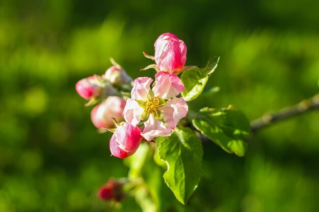 Melo in fiore in primavera in campagna.