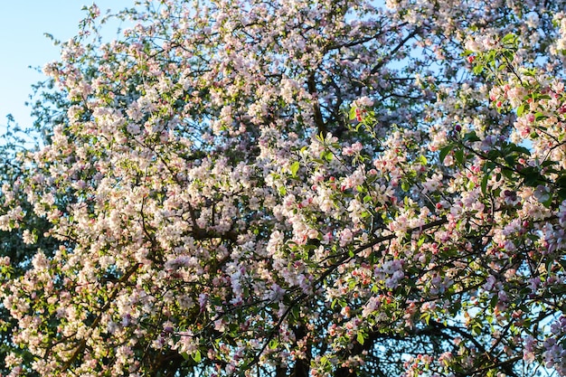 Blooming apple tree at spring in the countryside.