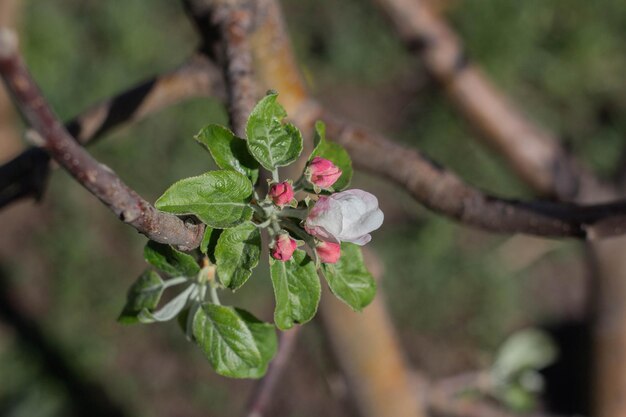 Blooming apple tree in spring day