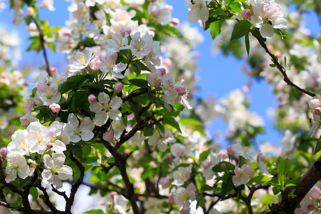 春の庭に咲くリンゴの木 開花の自然な風合い 青い空を背景に木に白い花のクローズ アップ