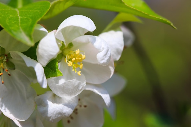 Blooming apple tree in the spring garden Natural texture of flowering Close up of white flowers on a tree Against the blue sky