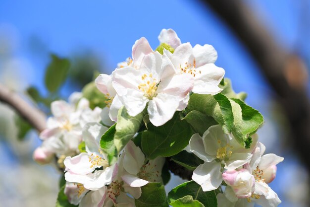 春の庭に咲くリンゴの木 開花の自然な風合い 青い空を背景に木に白い花のクローズ アップ