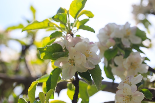 春の庭に咲くリンゴの木 開花の自然な風合い 青い空を背景に木に白い花のクローズ アップ