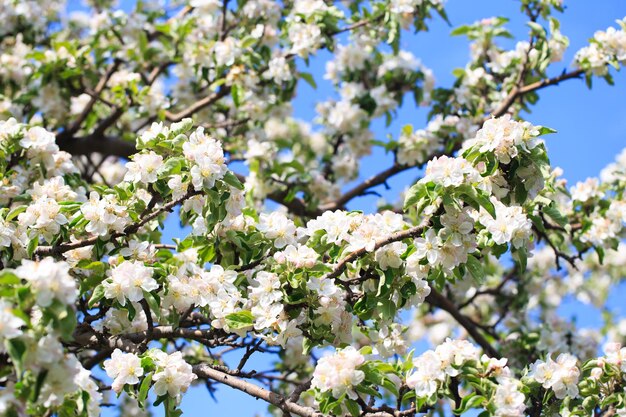 春の庭に咲くリンゴの木 開花の自然な風合い 青い空を背景に木に白い花のクローズ アップ