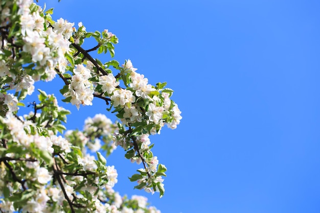 春の庭に咲くリンゴの木 開花の自然な風合い 青い空を背景に木に白い花のクローズ アップ