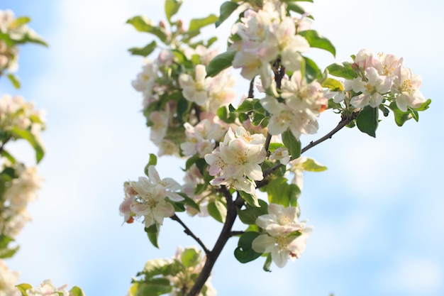 春の庭に咲くリンゴの木 開花の自然な風合い 青い空を背景に木に白い花のクローズ アップ