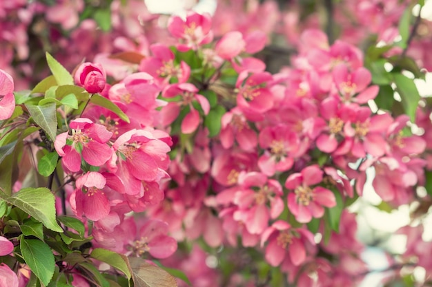 Blooming apple tree in the spring garden