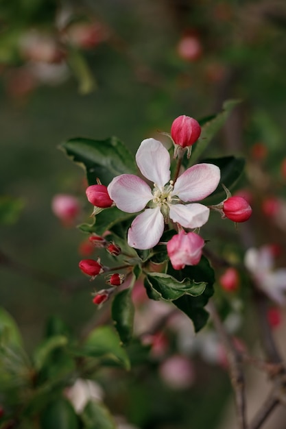 Blooming apple tree in spring in the garden