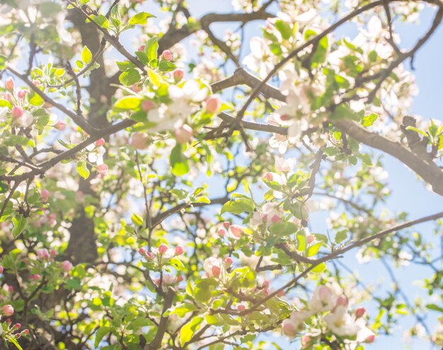 Blooming apple tree in spring. Nature blurry background