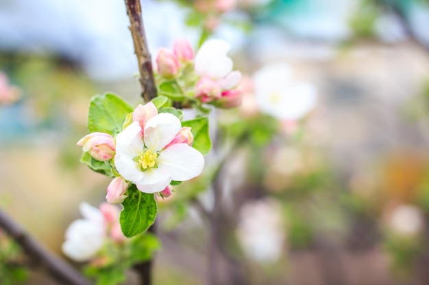 Blooming apple tree in spring time Close up macro shot of white flowers