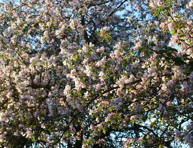 Blooming apple tree in spring time outdoors