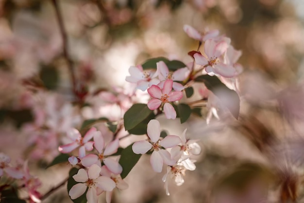 Photo blooming apple tree in spring time.