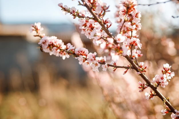 Photo blooming apple tree in spring time.