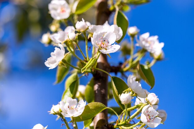 Blooming Apple tree in springtime under blue sky.