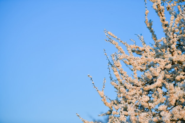 咲くリンゴの木。日当たりの良い夕日。白い花の木。空に対して