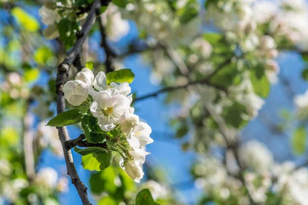 Blooming apple tree, white flowers