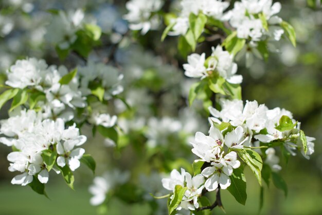 Blooming apple tree