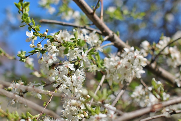 Blooming apple tree