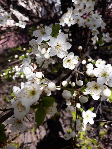 Blooming apple tree