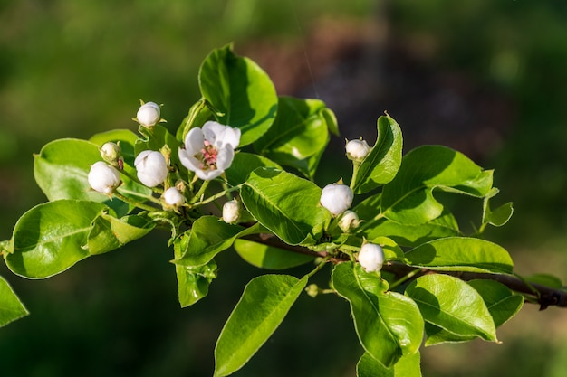 Blooming apple tree