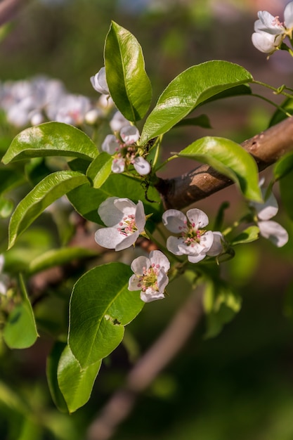 Blooming apple tree