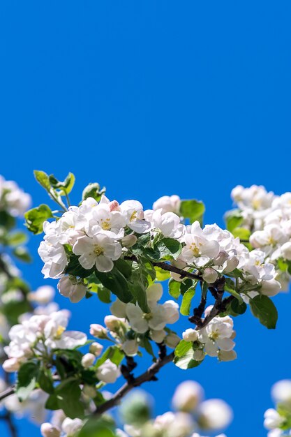 Blooming apple tree