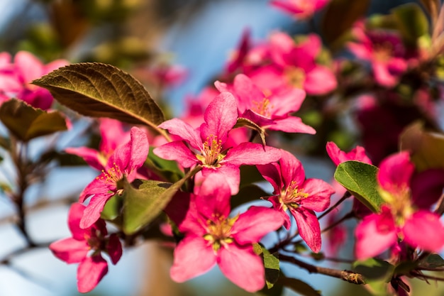 Blooming apple tree