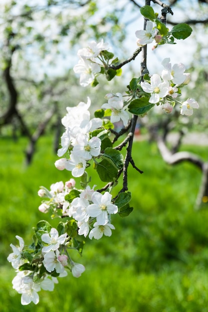 Blooming apple tree