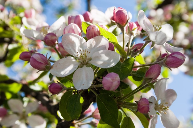 Blooming apple tree