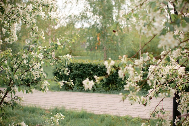 Blooming apple trees in the city park on a sunny spring day