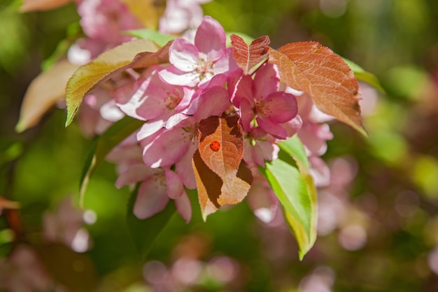 庭に咲くリンゴの木、春に咲く木々の花