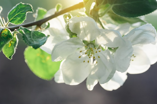 Blooming apple trees in a spring garden