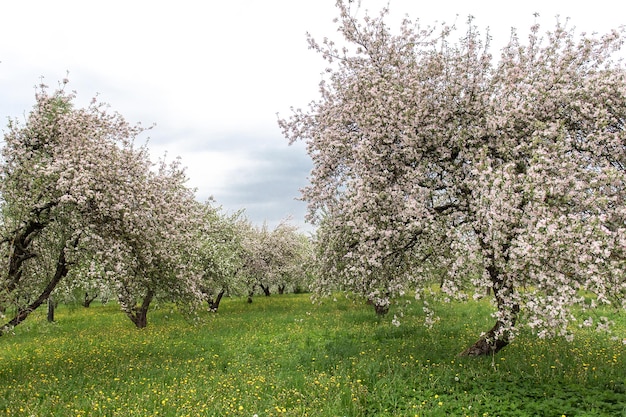 Photo blooming apple trees white flowers on apple trees in garden spring garden with blooming plants