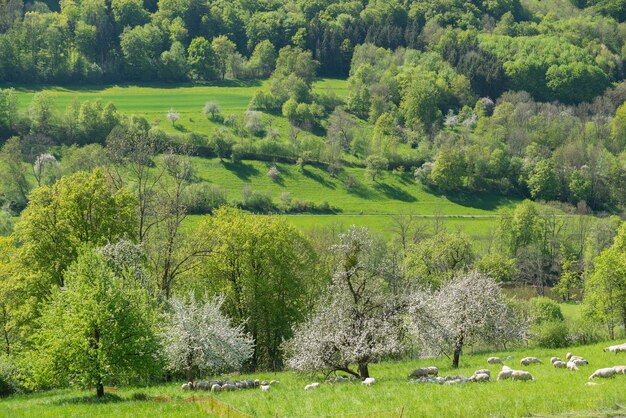 blooming apple trees