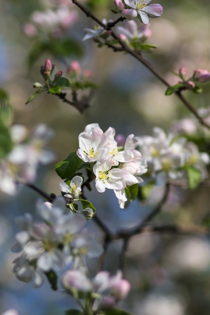 Blooming apple trees