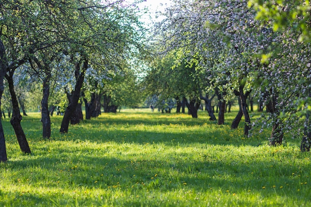 Blooming apple trees