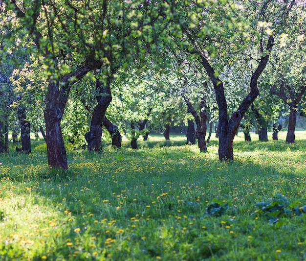 Blooming apple trees