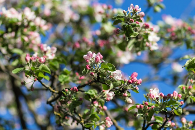 Blooming apple trees