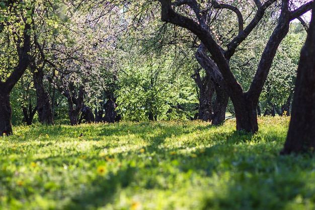 Blooming apple trees