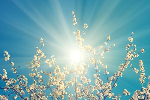 Blooming appletree branch in the blue sky