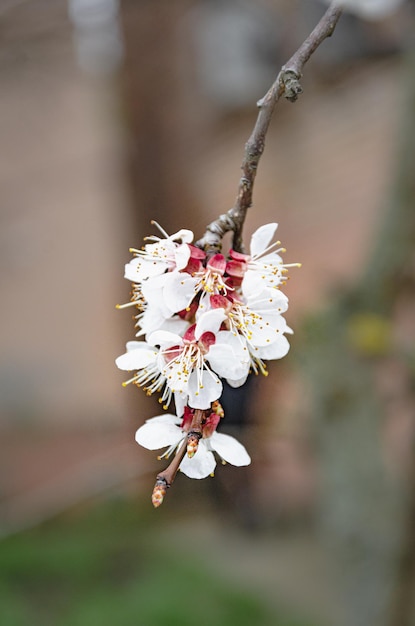 Blooming apricot branch in the spring garden Growing apricot Gardening