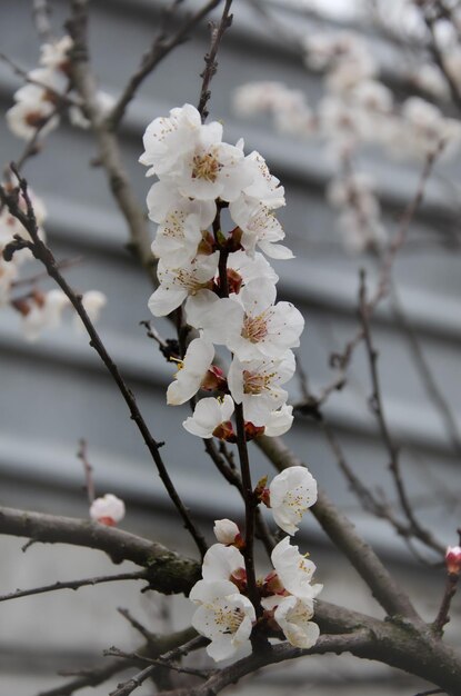 Blooming apricot branch in the spring garden Growing apricot Gardening