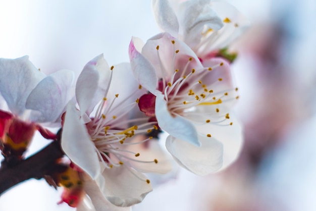 Blooming apricot close up