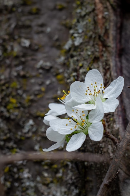 Blooming apricot flowers on a small branch against the background of a tree trunk