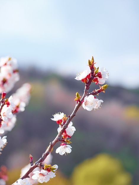 Blooming apricot in the garden.