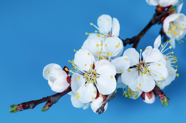 Blooming apricot tree branch on a blue background. Beautiful spring nature scene for calendar, postcard.