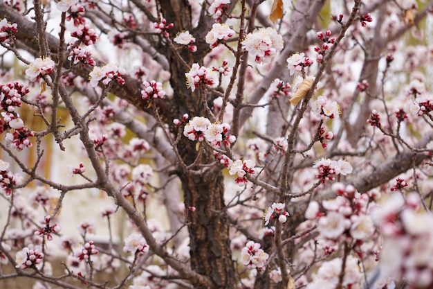 Blooming apricot tree