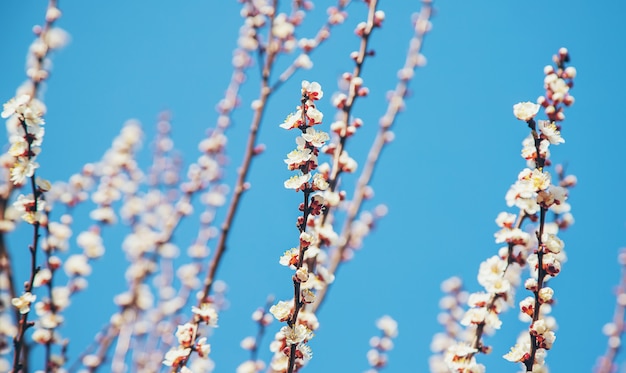 Albero di albicocche di fioritura nel giardino