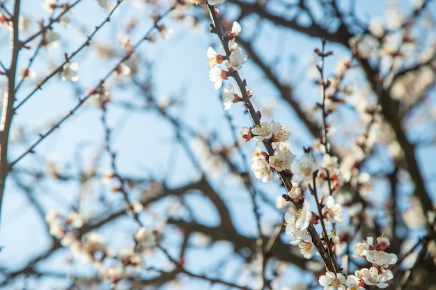 Blooming apricots tree in the garden