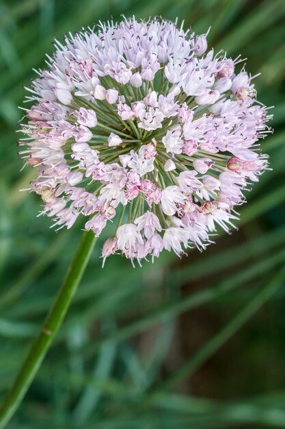 Blooming arrow of garlic in the garden with blurred background